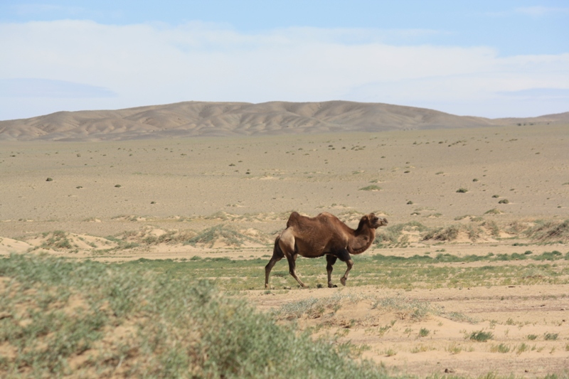 Gobi Sand Dunes