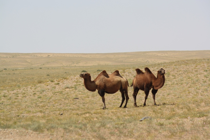 Gobi Roads