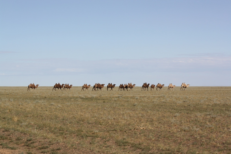 Gobi Roads