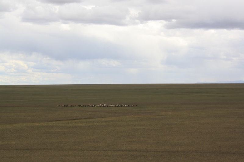 Gobi Roads