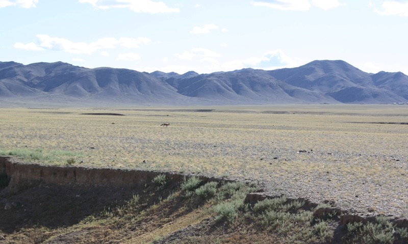 Gobi Roads