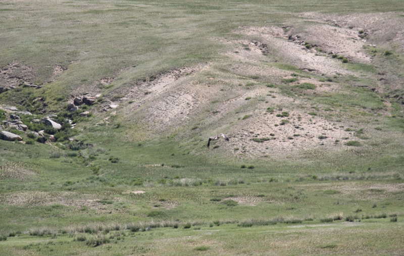  Khustain National Park, Mongolia