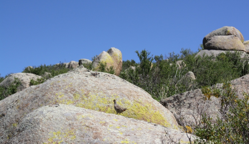  Khustain National Park, Mongolia