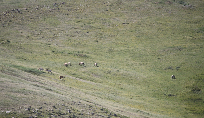  Khustain National Park, Mongolia