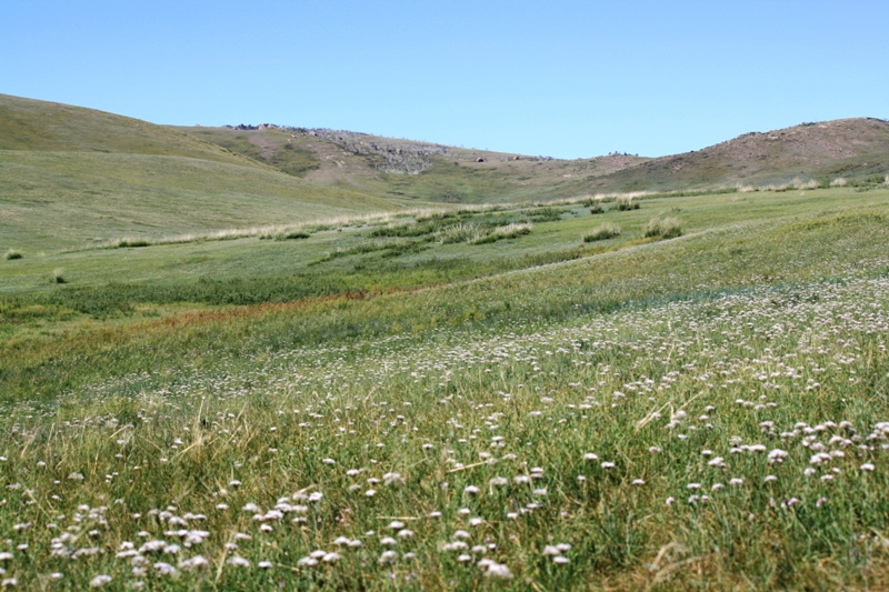  Khustain National Park, Mongolia