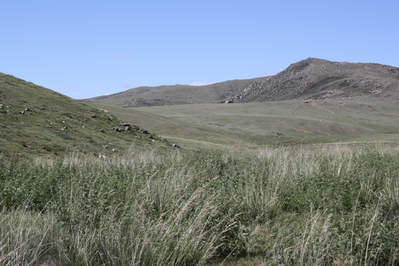  Khustain National Park, Mongolia