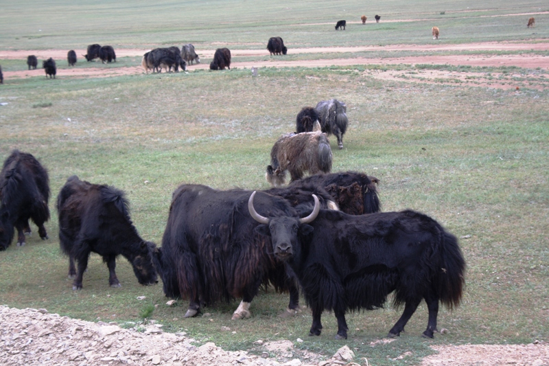 Central Mongolia