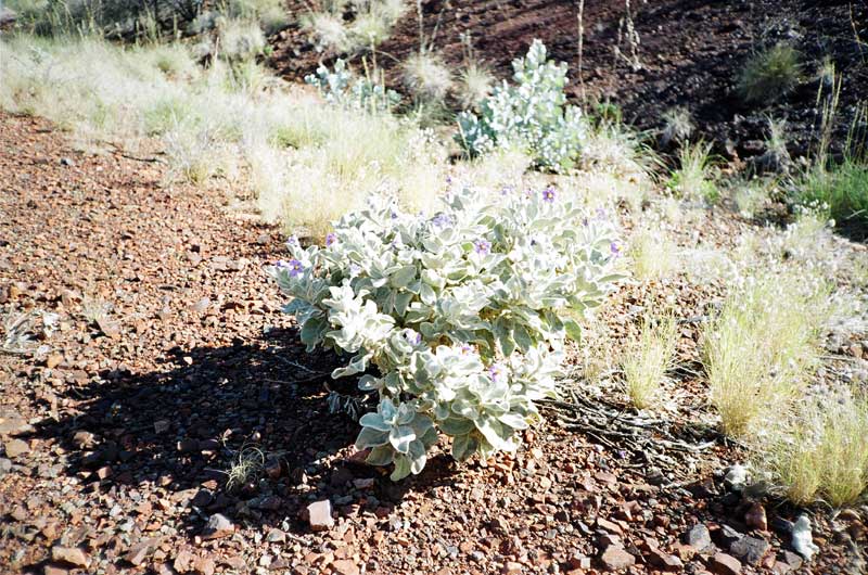 Karijini National Park, Western Australia