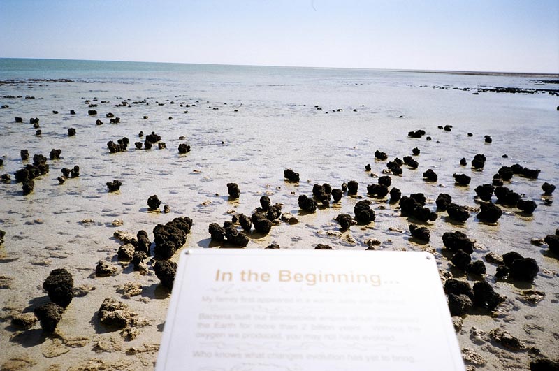 Hamelin Pool, Cape Peron, Western Australia