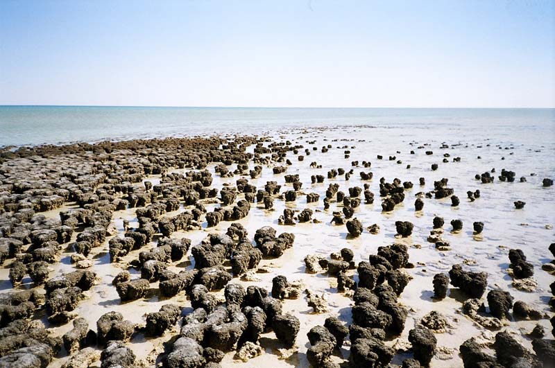 Hamelin Pool, Cape Peron, Western Australia