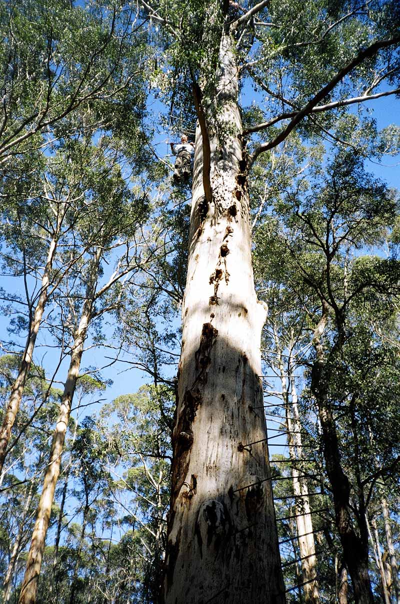  Diamond Tree Lookout, SW Australia