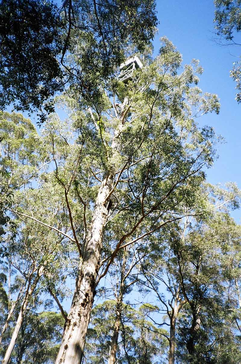  Diamond Tree Lookout, SW Australia
