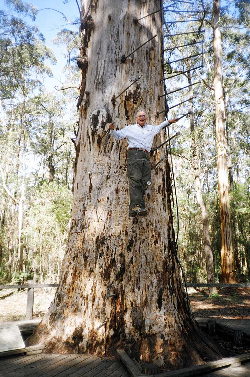  Diamond Tree Lookout, SW Australia