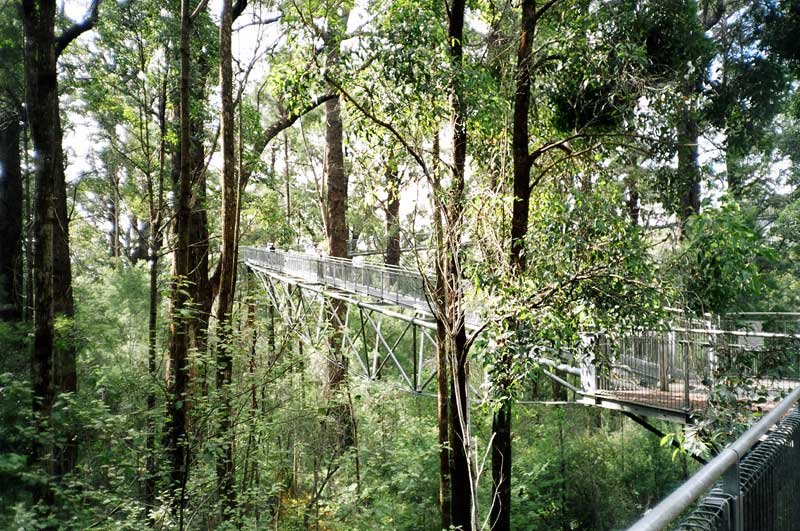 Tree Top Walk,  SW Australia