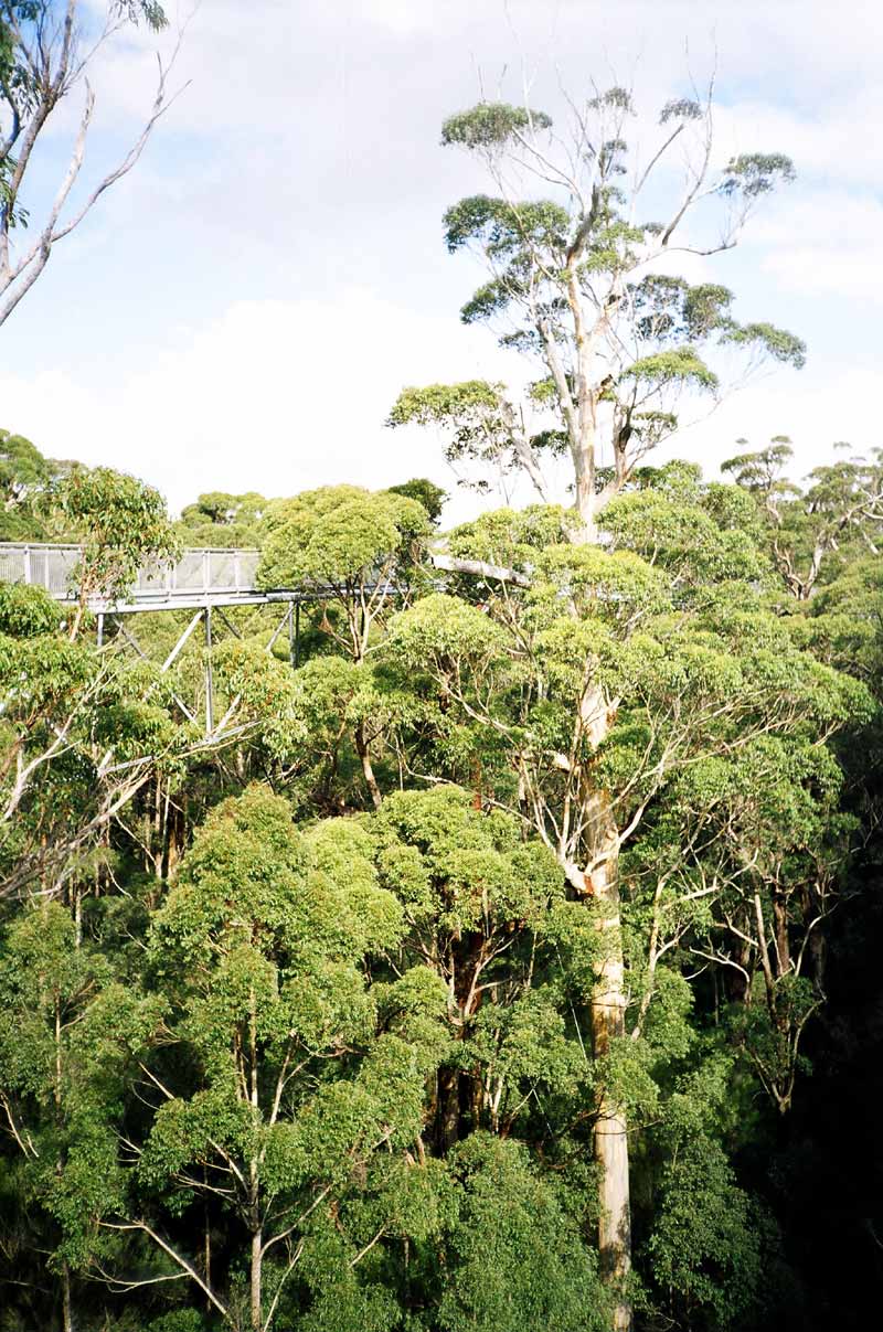 Tree Top Walk,  SW Australia