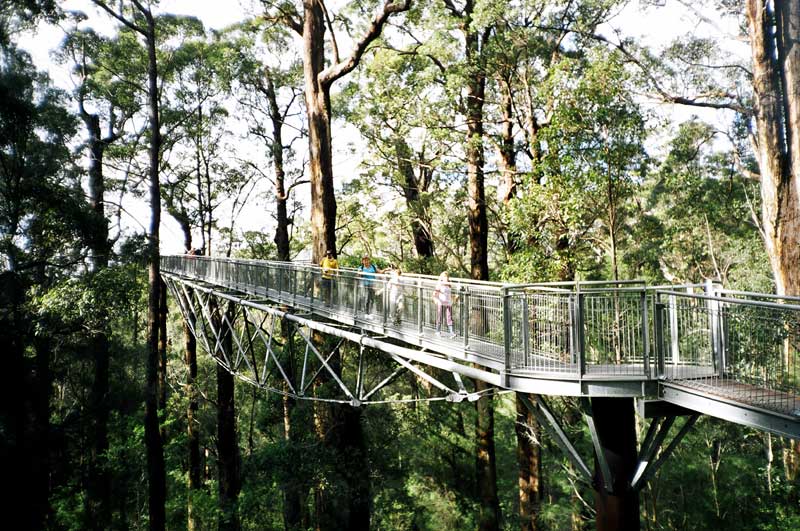 Tree Top Walk,  SW Australia