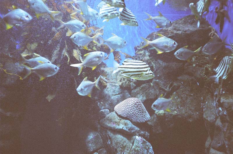 Aquarium, Perth, Australia