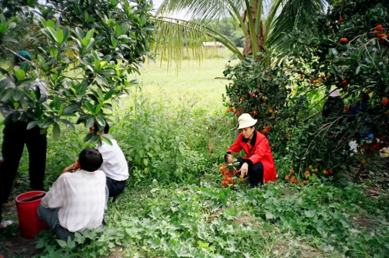 Picking Dessert, Bien Hoa, Vietnam