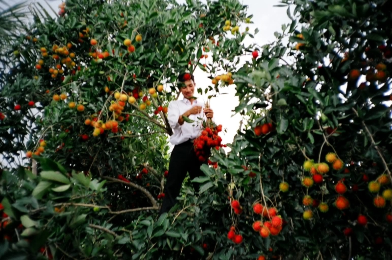 Picking Dessert, Bien Hoa, Vietnam