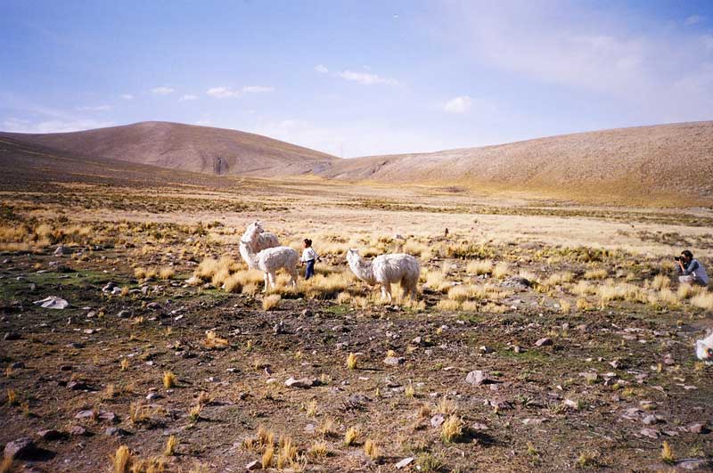 High Plains Llamas, Peru