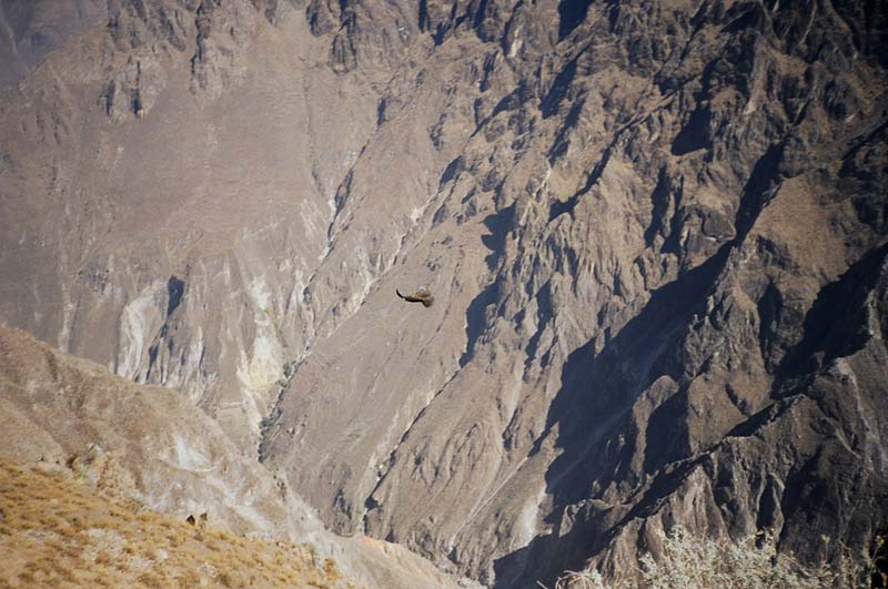 Colca Canyon, Peru