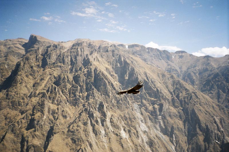 El Condor Pasa, Colca Canyon, Peru