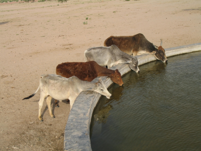 Jaisalmer, Rajasthan, India