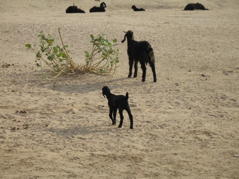 Jaisalmer, Rajasthan, India