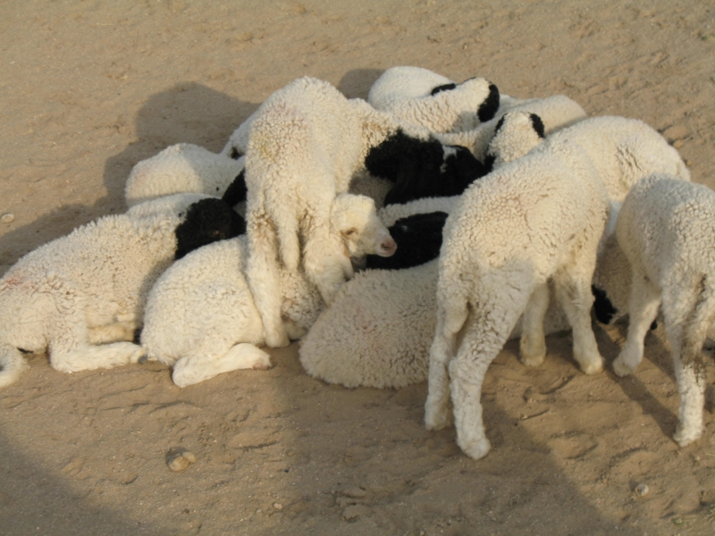 Jaisalmer, Rajasthan, India