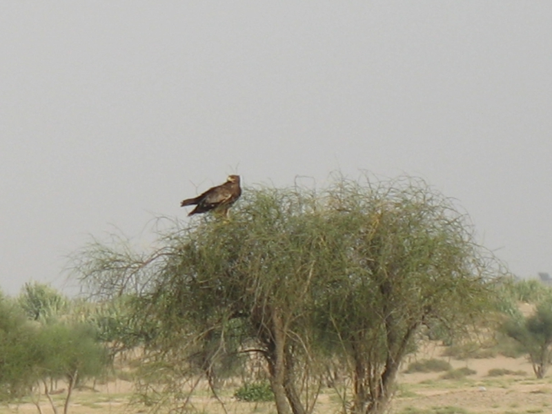 Jaisalmer, Rajasthan, India