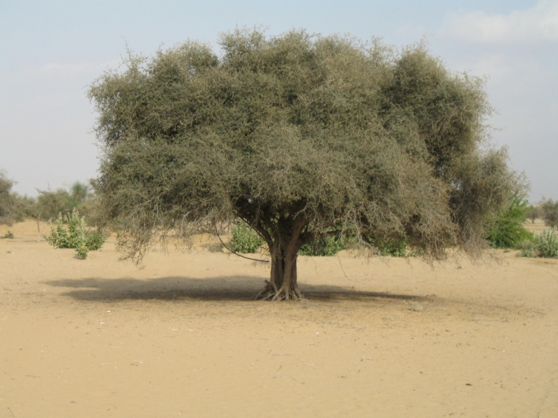 Jaisalmer, Rajasthan, India