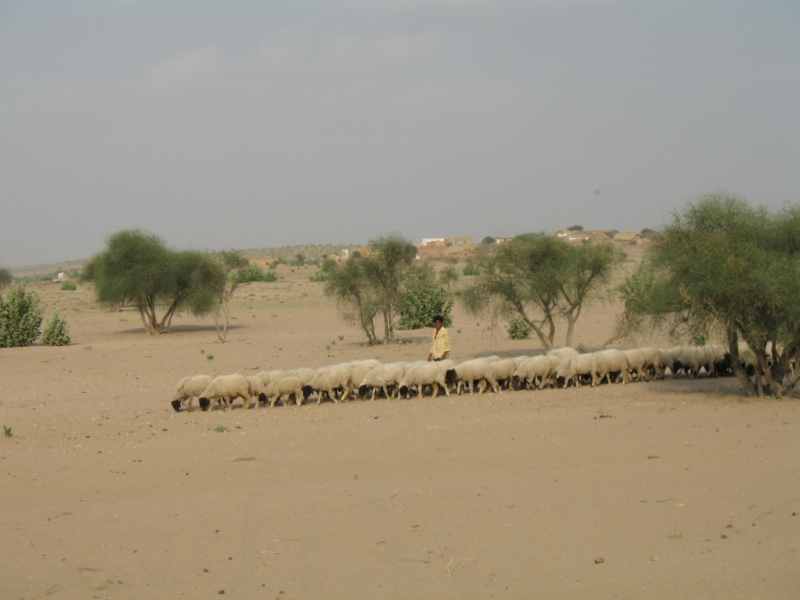 Jaisalmer, Rajasthan, India