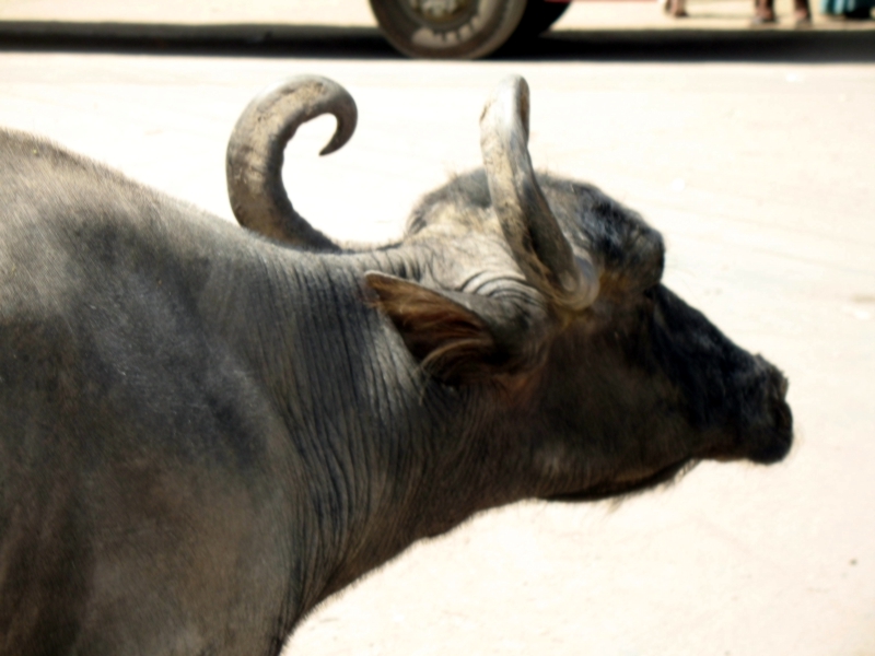 Gujarat, India