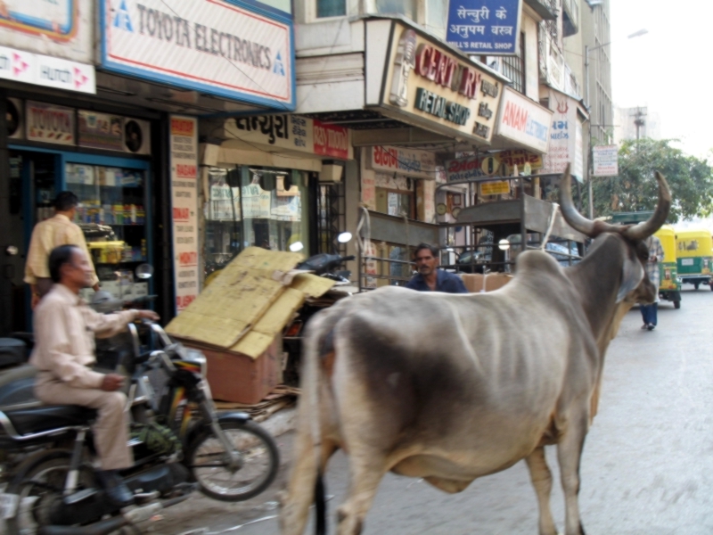 Gujarat, India