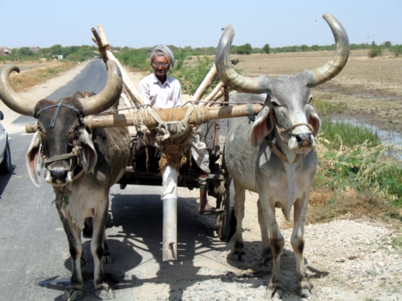 Gujarat, India