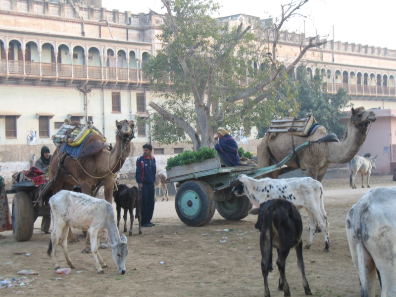 Nawalgarh, Rajasthan, India 