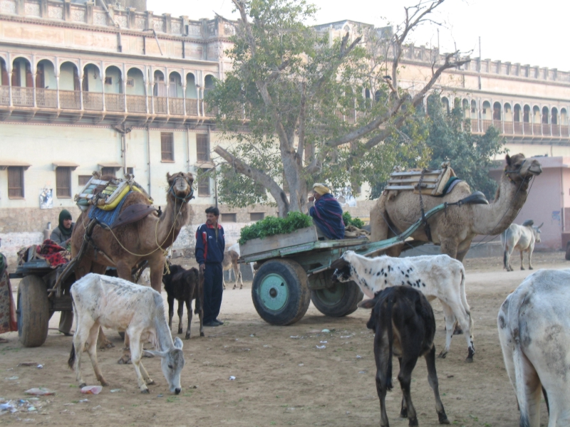 Nawalgarh, Rajasthan, India 