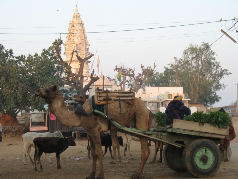 Nawalgarh, Rajasthan, India 