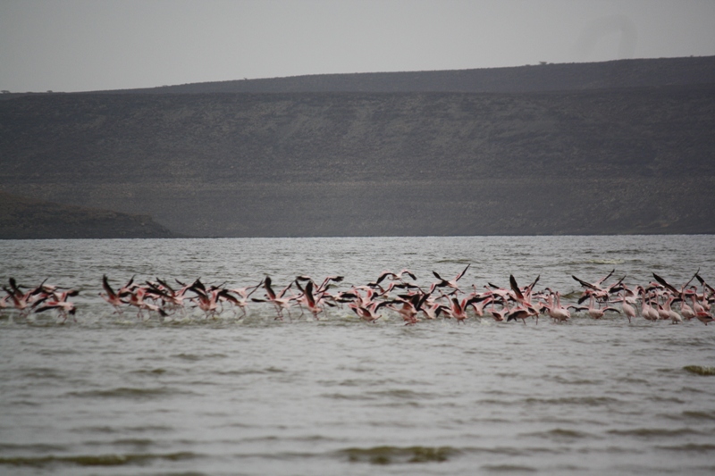  Lac Abbé, Djibouti