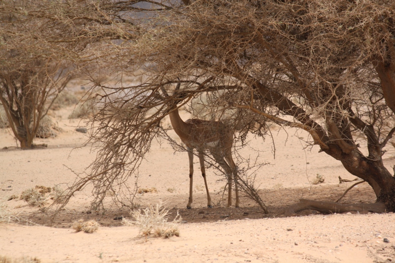 Djibouti