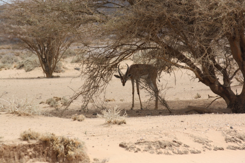 Djibouti