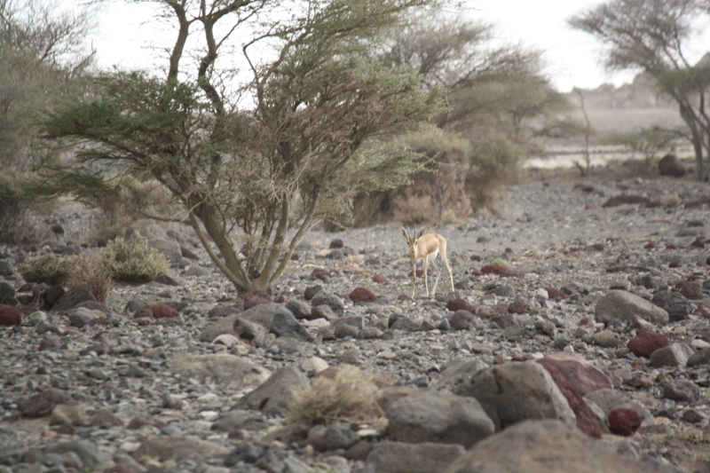 Djibouti