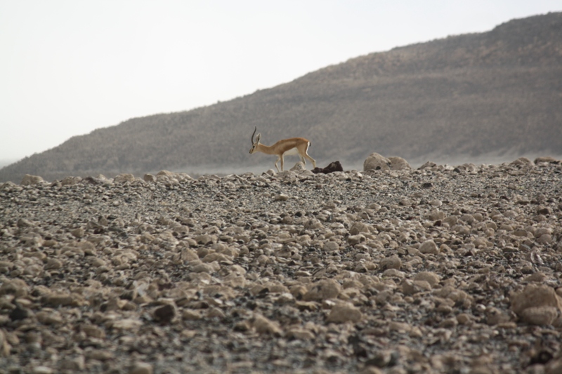 Djibouti