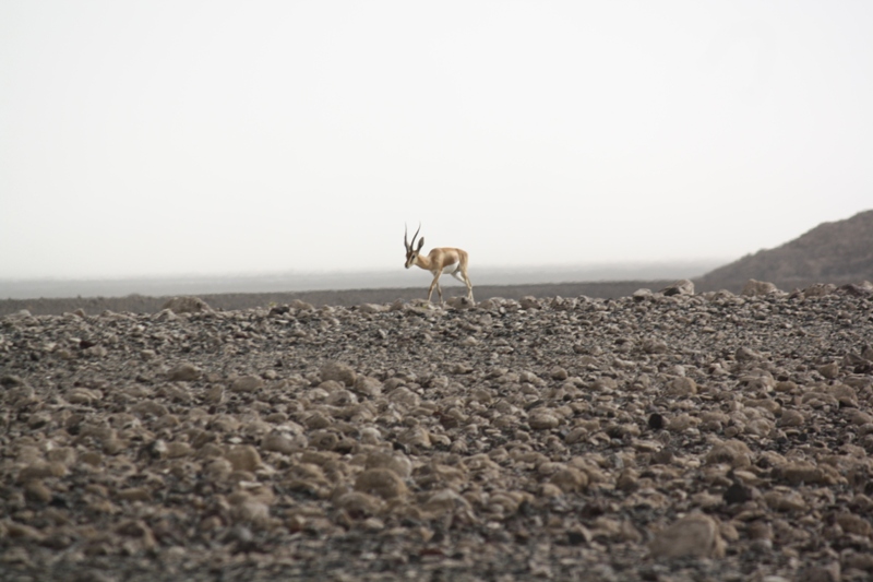 Djibouti