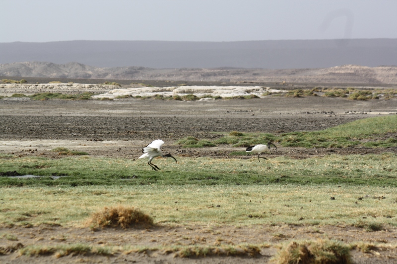 Lac Abbe, Djibouti