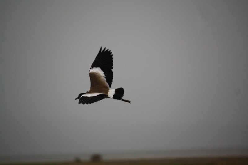 Lac Abbe, Djibouti