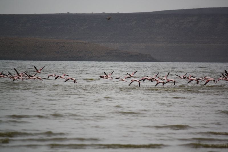 Lac Abbe, Djibouti