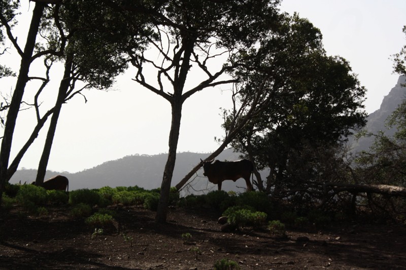 Goda Mountains, Djibouti, Horn of Africa