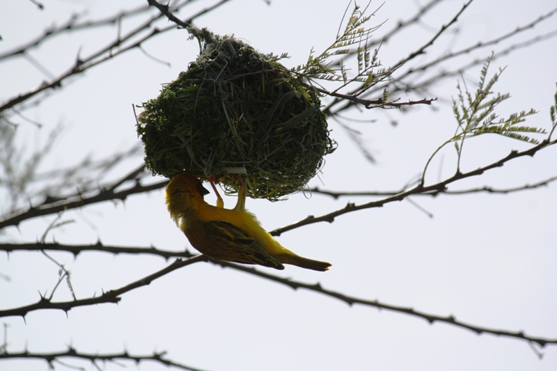 35 Weaver Finch, Ethiopia