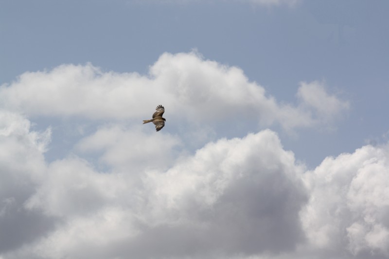 38 Black Kite, Ethiopia